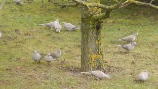 Invasion de Tourterelles Turques Streptopelia decaocto  Eurasian Collared Dove [upl. by Corron]