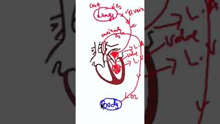 Human Circulatory System Class 10 shorts class10 heart biology surajsir [upl. by Till]