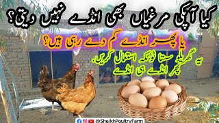 Andy na Deny wali Murghi ka ilaj Murgi Andy Kiun ni Dy rahi  How to increase Hens Eggs Production [upl. by Shayna]