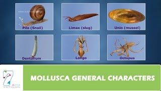 MOLLUSCA GENERAL CHARACTERS [upl. by Cressler]