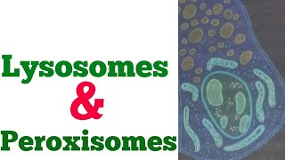 Physiology lecture 13  Lysosomes and peroxisomes  structure and functions of lysosomes peroxisomes [upl. by Ardnas979]