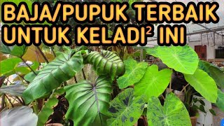 BAJA  PUPUK YANG SESUAI UNTUK KELADI COLOCASIA [upl. by Nirrep]