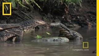 Lizard vs Lizard  National Geographic [upl. by Enomes177]