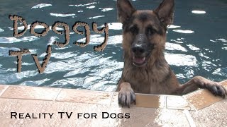 Dog TV 1  Reality TV for Dogs [upl. by Ahsaek]