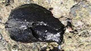 California Black Sea Hare [upl. by Annice]