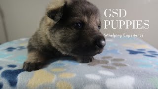 My Experience Whelping My First Litter of German Shepherd Puppies [upl. by Carole]