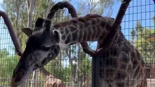 サンディエゴ動物園ツアー いろいろな動物 San Diego Zoo Tour [upl. by Nuhsed]