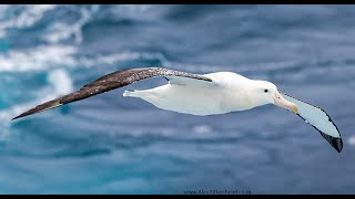 Tristan Albatross Flock to Marion 2022 aboard the MSC Orchestra Marion Island with Peter Harrison [upl. by Ion]