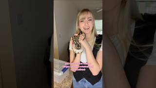 Removing Stuck Shed  snakes shedding reptiles reptiletips [upl. by Lorena]