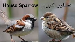 صوت عصفور الدوري song house sparrow [upl. by Nyletak]