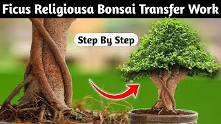 Creating A Beautiful Mediumsized Ficus Religiosa Bonsai [upl. by Bonnes]