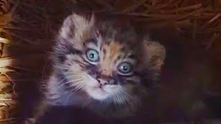 Pallass cat kitten fiesty one you are [upl. by Crissy]