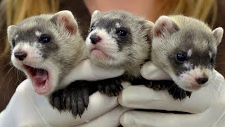 The precious genes of the world’s first cloned ferret could save her species [upl. by Akirderf402]