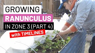 Growing Ranunculus in Zone 3 Part 4 with Timelines [upl. by Ostler]