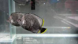 Wrought Iron Butterfly Feeding Time  Chaetodon Daedalma   Reborn Aquarium [upl. by Joash]