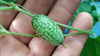 Mouse Melon  Cucamelon Melothria scabra [upl. by Debor]