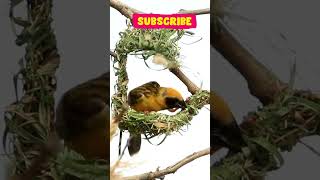 Natures Tailors Birds and Their Incredible NestMaking Skills cute birds nest nature master [upl. by Benge]