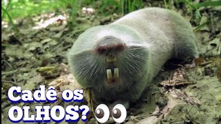 RATOS TOUPEIRA CEGOS ANIMAIS MUITO ESQUISITOS [upl. by Ayot]