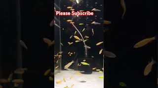 Unique ZebraFish Vlogpetfishpetsaquariumpetfishzebrafishzebrafishshortzebrafishshortsvideo [upl. by Byrdie236]