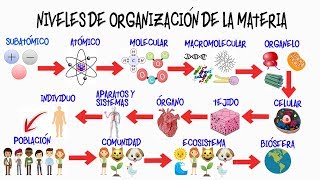 🌎NIVELES DE ORGANIZACIÓN DE LA MATERIA🌿  BIOLOGÍA [upl. by Clarice673]