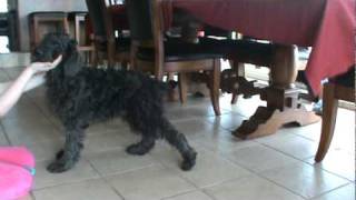 Giant Schnauzer Poodle mix Giant Schnoodle Puppies for sale [upl. by Faustus]