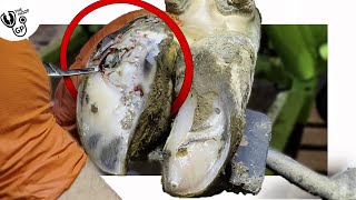 the HOOF RESTORATION of a cow who STRUGGLES TO WALK [upl. by Viking]