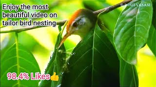 Tailorbird nesting story [upl. by Einwahs771]