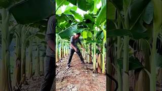 Banana Farming Secrets  US Farming Tricks shorts agriculture farming [upl. by Aneema486]