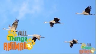 CRANE BIRD   Animals For Kids  All Things Animal TV [upl. by Murry267]