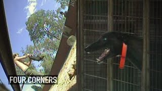 GRAPHIC FOOTAGE Greyhounds live baited with piglets possums during training [upl. by Niawd]