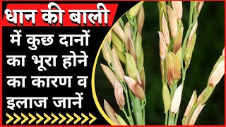 धान में बैक्टिरियल पैनिकल ब्लाइट की रोकथाम।bacterial panicle blight of rice [upl. by Enyleuqcaj]