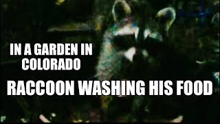 In A Garden In Colorado  Raccoon Washing His Food [upl. by Bright]