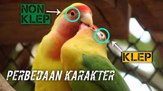 Perbedaan karakter pada lovebird jenis klep dengan non klep [upl. by Violante]