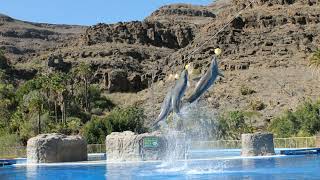 Angel Snowbird  Dolphin Show  Palmitos Park Gran Canaria Spain [upl. by Missi]