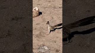 Roadrunner Bird wildlife arizona desert birds bigbirds wildbirds [upl. by Beaner]