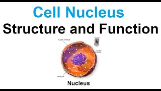 Cell nucleusstructure and function [upl. by Ssalguod]