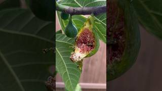 Squirrels Ate Some Of The Figs figs gardening desertking growfood shorts [upl. by Noloc]