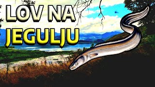 LOV NA JEGULJU SkadarskojezeroLovPriroda napala me jegulja [upl. by Tremann]