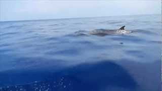 Blainvilles Beaked Whale [upl. by Eeldarb665]