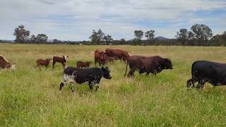 Nguni bulls destroying my trees [upl. by Eelyram]