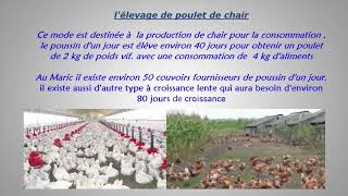 Modes délevage en aviculture [upl. by Gamal649]