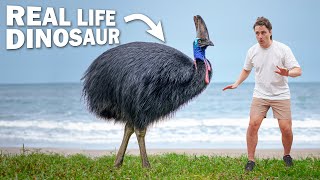 Facetoface with DEADLIEST BIRD on Earth [upl. by Redle]