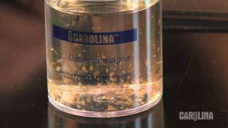 How to Care for Daphnia [upl. by Alameda]