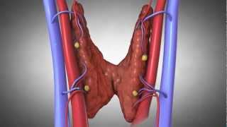 Parathyroid Glands and Hyperparathyroidism Amazing Animation [upl. by Ardnazil]