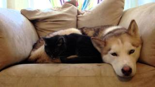 Sleepy Husky  Warm Bed For A Cat [upl. by Raffin]