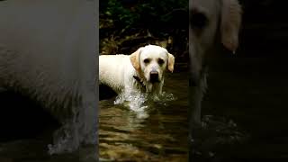 Meet the English Cream Golden Retriever animalworld wildanimals wildlife animals dogs dog [upl. by Neelia363]