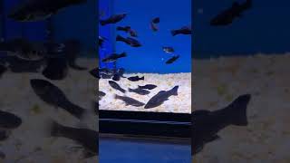 Black molly fish sailfin molly lyretail mollies shortfinned molly Dalmatian Molly peaceful fis [upl. by Aneis242]