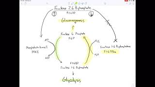 How is fructose 26 bisphosphate affected by insulin and glucagon [upl. by Ydnem652]