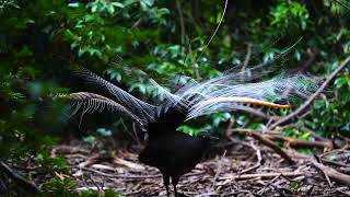 Lyrebird Dandenong Ranges National Park 2 [upl. by Riamo]