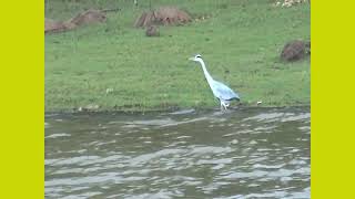 Wildlife in Kabini Karnataka [upl. by Imugem258]